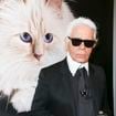 Karl Lagerfeld : Sa célèbre chatte Choupette fait de nouveau parler d'elle pour une raison inattendue