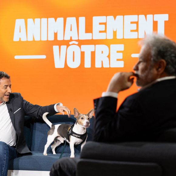 Bernard Montiel, Oli, Raphaël Mezrahi sur plateau de l'émission "Animalement Vôtre" présentée par Bernard Montiel et diffusée le 3 mai 2026 sur France 3, à Paris, France, le 13 janvier 2026. © Julien Sarkissian/Bestimage