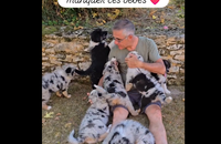 Laurent Jalabert entouré des chiots de sa chienne Théa. Instagram le 14 août 2025.