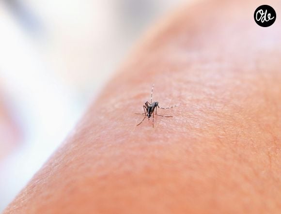 À l'extérieur, un simple ventilateur peut faire fuir les moustiques.

Découvrez cette astuce imparable contre les moustiques tigres.