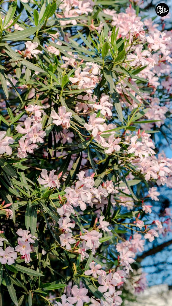 Le secret réside dans le choix de variétés végétales naturellement adaptées aux environnements arides.