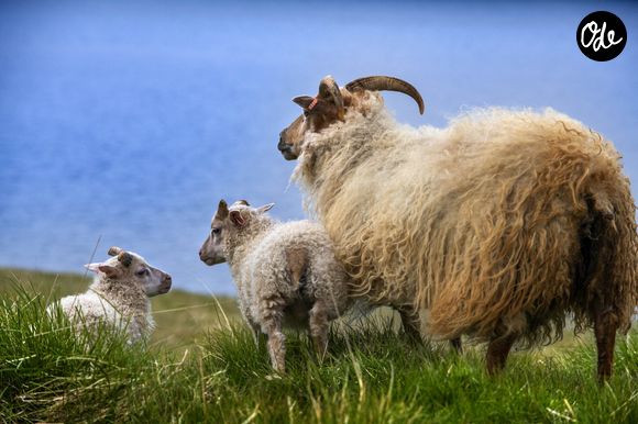 21 juin 2024, Parc national de Kejimkujik, Nouvelle-Écosse, Canada : Moutons et chèvres paissant à Skalanes, Seydisfjordur Islande. La réserve naturelle de Skalanes, une réserve naturelle privée unique située dans une ferme autrefois abandonnée, met en valeur la flore, la faune et les écosystèmes incroyables de la région. Les falaises côtières de 677 mètres abritent plus de 40 espèces d'oiseaux. (Crédit photo : © Sergi Reboredo/ZUMA Press Wire)