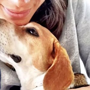 Guy, c'est un petit beagle que l'épouse d'Harry avait adopté dans un refuge au Canada. Une perte qui l'a dévastée, a-t-elle indiqué sur les réseaux sociaux.
Meghan Markle a annoncé sur ses réseaux le décès de son chien, un Beagle prénommé Guy, adopté en 2015.