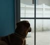 Il suffit désormais de cocher le filtre "Animaux de compagnie autorisés" pour trouver son bonheur. 

Image Unsplash