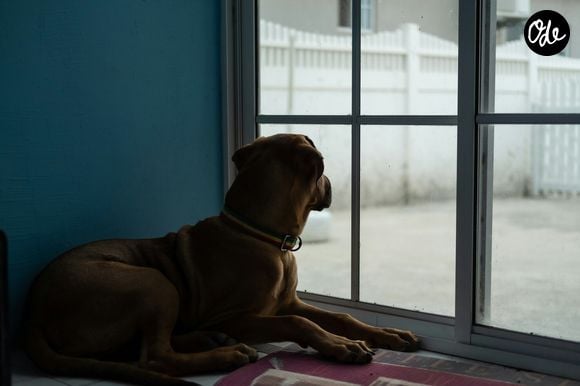 Il suffit désormais de cocher le filtre "Animaux de compagnie autorisés" pour trouver son bonheur. 

Image Unsplash