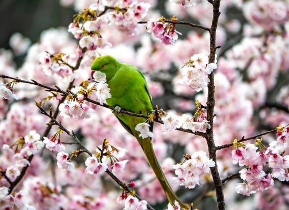 La perruche Echo Parakeet est endémique à l'Ile Maurice. En d'autres termes, elle n'existe qu'ici et aime particulièrement de mêler aux senteurs florales du Jardin de Pamplemousses.