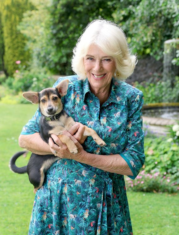 La reine Camilla (Camilla Parker Bowles, reine consort d’Angleterre) pose avec son chiot adopté, Moley, provenant du refuge Battersea Dogs and Cats Home, dans le jardin de sa résidence, Ray Mill House à Lacock, Wiltshire, Royaume-Uni, en juillet 2025. © Julien Burton / Bestimage