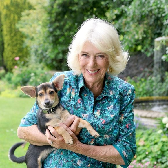La reine Camilla (Camilla Parker Bowles, reine consort d’Angleterre) pose avec son chiot adopté, Moley, provenant du refuge Battersea Dogs and Cats Home, dans le jardin de sa résidence, Ray Mill House à Lacock, Wiltshire, Royaume-Uni, en juillet 2025. © Julien Burton / Bestimage