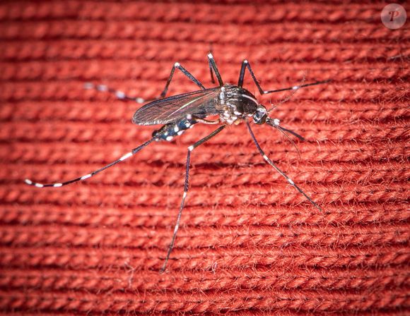 Avez-vous vraiment la peau sucrée comme vous vous en vantez ? Êtes-vous vraiment en possession d'une peau à moustique ? 

Un moustique tigre ( Aedes Albopictus) ( Moustique Tigre ) vu en train de piquer à travers des vêtements à Paris, France le 20 août 2023. Ce moustique invasif est porteur de maladies tropicales telles que la dengue, le Zika ou le Chikungunya. Photo par Christophe Geyres/ABACAPRESS.COM