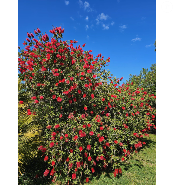 "Cela fait trois ans que j'ai acheté cette maison, et je m'y sens merveilleusement bien."

Les fleurs du jardin de Bernard Montiel, de magnifiques rince-bouteilles.©Bernard Montiel