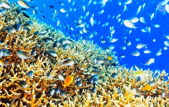 Les poissons-demoiselles sont nombreux dans le corail de la barrière du Morne Brabant. - Goodolga / 123RF