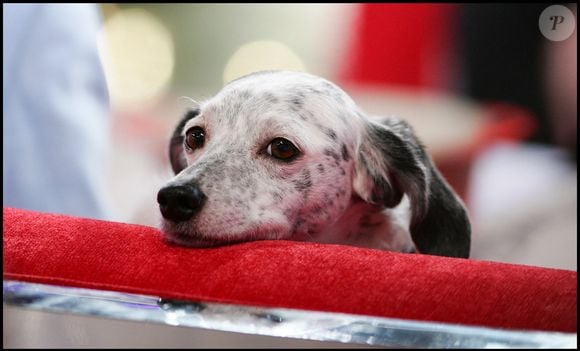 Olga, l'ancienne chienne de Michel Drucker, dans vivement dimanche
© Guillaume Gaffiot/Bestimage