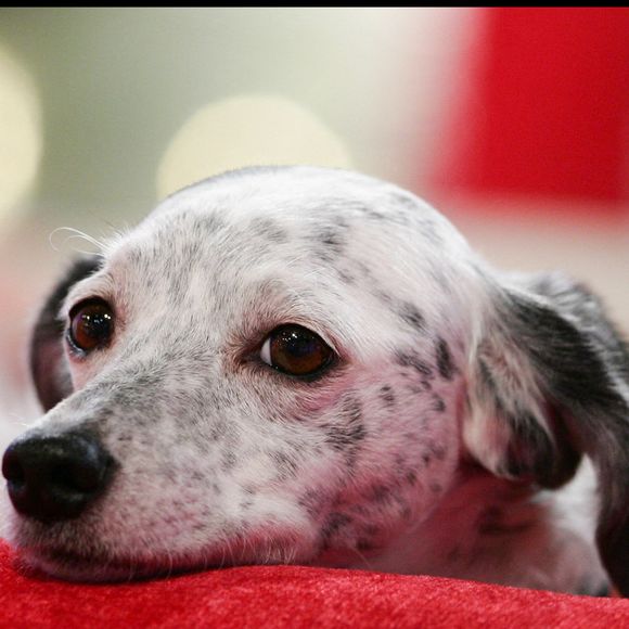 Olga, l'ancienne chienne de Michel Drucker, dans vivement dimanche
© Guillaume Gaffiot/Bestimage