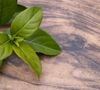 L'ora-pro-nóbis s'impose comme une plante robuste d'une richesse nutritionnelle particulièrement exceptionnelle.