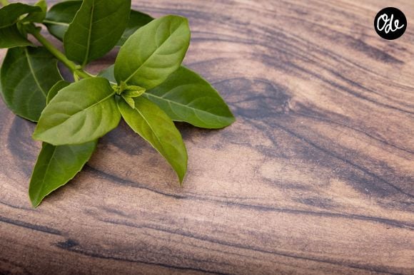 L'ora-pro-nóbis s'impose comme une plante robuste d'une richesse nutritionnelle particulièrement exceptionnelle.