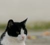 Certains pelages étaient associés à des réactions plus vives lors des interactions.

Pexels