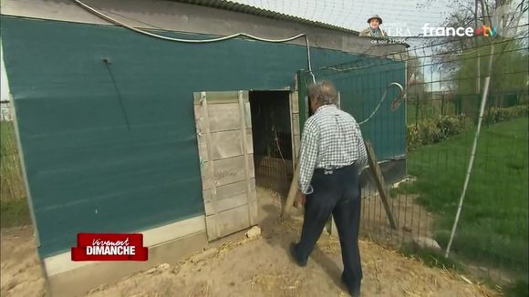 Pierre Perret dans sa maison de Nangis, en Seine-et-Marne, son havre de paix avec piscine. Les images ont été diffusés dans "Vivement dimanche" sur France 3, le 16 novembre 2025.

Photo : Capture d'écran / France 3