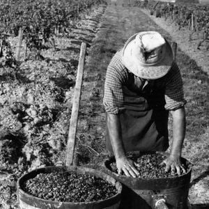 27 octobre 1962 - On prévoyait des récoltes désastreuses, mais en raison d'une vendange exceptionnellement tardive, toutes les prévisions ont été démenties. La sécheresse a entraîné un retard considérable et l'on parlait d'importations, de hausse des prix et d'enrichissement en sucre pour augmenter le degré d'alcool. Le vin sera abondant et de bonne qualité. Grâce au soleil d'octobre qui a provoqué cette spectaculaire amélioration de la qualité, 1962 sera une excellente année. Le Bourgogne sera juteux, le Vouvray excellent, le Champagne robuste, la Provence fruitée et les vins de Sauternes exceptionnels. Photo : Un négociant en vins en pleine activité après le 25 octobre, ce que nous n'avions pas vu depuis plus de 12 ans. (au Château d'Yquem, dans la région de Bordeaux)  (Crédit photo : © Keystone Press Agency/ZUMA Press Wire)