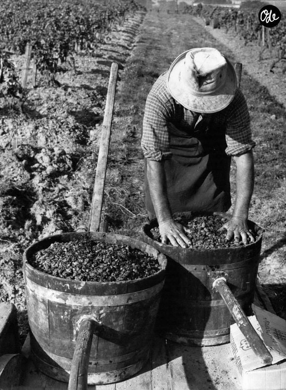 27 octobre 1962 - On prévoyait des récoltes désastreuses, mais en raison d'une vendange exceptionnellement tardive, toutes les prévisions ont été démenties. La sécheresse a entraîné un retard considérable et l'on parlait d'importations, de hausse des prix et d'enrichissement en sucre pour augmenter le degré d'alcool. Le vin sera abondant et de bonne qualité. Grâce au soleil d'octobre qui a provoqué cette spectaculaire amélioration de la qualité, 1962 sera une excellente année. Le Bourgogne sera juteux, le Vouvray excellent, le Champagne robuste, la Provence fruitée et les vins de Sauternes exceptionnels. Photo : Un négociant en vins en pleine activité après le 25 octobre, ce que nous n'avions pas vu depuis plus de 12 ans. (au Château d'Yquem, dans la région de Bordeaux)  (Crédit photo : © Keystone Press Agency/ZUMA Press Wire)
