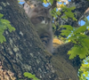 On y aperçoit Zoulou, son chaton à poils longs, perché en haut d’un arbre, observant les chiens se courir dans l’herbe...
Zoulou, le chat de Christophe Dechavanne sur Instagram. @cdechavanne