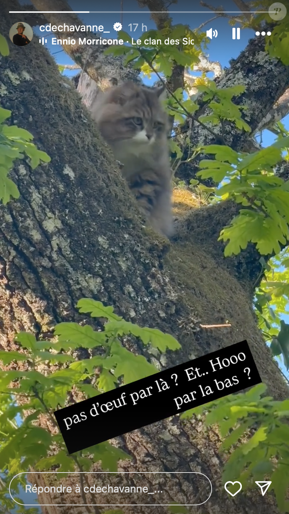 On y aperçoit Zoulou, son chaton à poils longs, perché en haut d’un arbre, observant les chiens se courir dans l’herbe...

Zoulou, le chat de Christophe Dechavanne sur Instagram. @cdechavanne