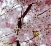 Septembre offre de bonnes conditions pour planter un cerisier.

Photo prise par Arno Smit / Unsplash