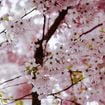 Planter un cerisier en septembre : le secret d'une floraison spectaculaire