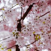 Planter un cerisier en septembre : le secret d'une floraison spectaculaire