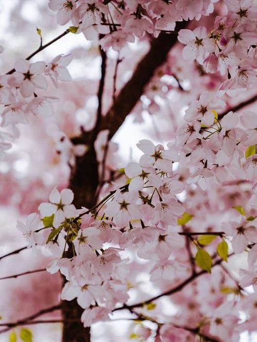 Planter un cerisier en septembre : le secret d'une floraison spectaculaire