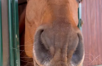 Laeticia Hallyday a profité d'un moment au haras de son compagnon Serge Varsano. Capture d'écran Instagram