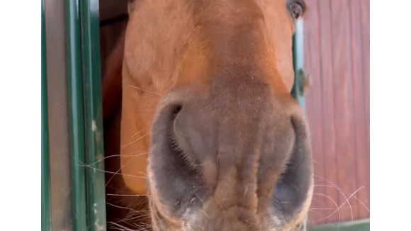 Laeticia Hallyday a profité d'un moment au haras de son compagnon Serge Varsano. Capture d'écran Instagram