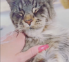 Ragnarök, le chat de Laëtitia Provenchère ("Familles nombreuses")