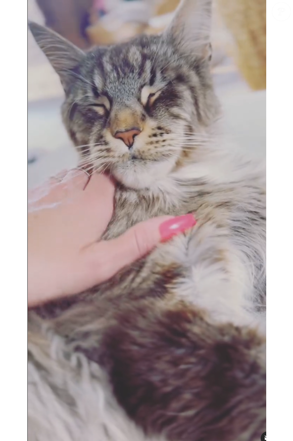 Ragnarök, le chat de Laëtitia Provenchère ("Familles nombreuses")