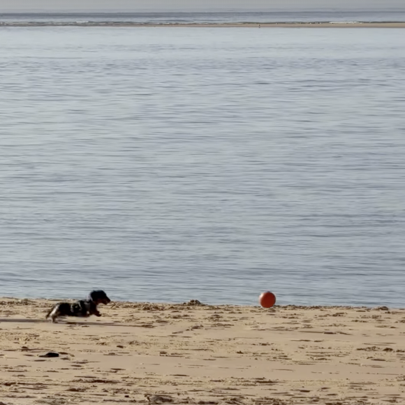 "Je ne sais pas si votre chien est comme ça mais Cali, on lui a retiré toutes les balles tellement elle en est folle. Dès qu'on arrête de jouer, elle pleure pendant des heures, elle peut se laisser mourir de soif pour jouer en plein soleil à la balle..." 

Iris Mittenaere se confie sur Instagram.