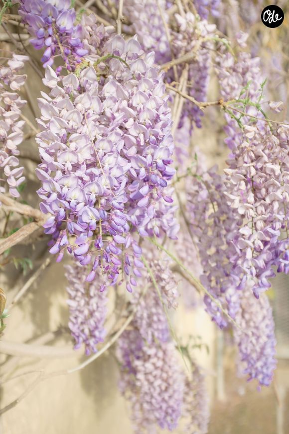 Glycine
