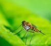 Les moustiquaires et certains répulsifs restent des protections efficaces.

Découvrez cette astuce imparable contre les moustiques tigres.