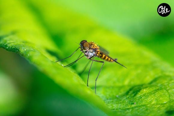 Les moustiquaires et certains répulsifs restent des protections efficaces.

Découvrez cette astuce imparable contre les moustiques tigres.