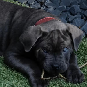 Celle d'un chiot prénommé Kurt

Je ne veux pas faire de bêtises avec mon Cane Corso ! (Feat. Vitaa) - Esprit Dog, YouTube