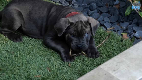 Celle d'un chiot prénommé Kurt

Je ne veux pas faire de bêtises avec mon Cane Corso ! (Feat. Vitaa) - Esprit Dog, YouTube