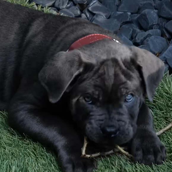 Celle d'un chiot prénommé Kurt

Je ne veux pas faire de bêtises avec mon Cane Corso ! (Feat. Vitaa) - Esprit Dog, YouTube