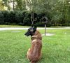 Loubo est le chien du regretté acteur, qui vit toujours dans le domaine, au plus près de son maître.

Info - Retour sur l'affaire Alain Delon - Exclusif - Prix Spécial - No Web - Aujourd'hui le 7 juillet 2023, Loubo, le berger Malinois de Alain Delon, a retrouvé son maitre et sa maison de Douchy-Montcorbon, France. © Bestimage