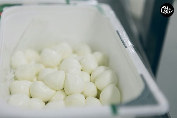 Mozzarella et burrata, qu'est-ce que ça vaut vraiment ?