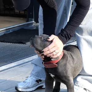 La chanteuse a eu besoin d'aide pour l'éduquer correctement

Je ne veux pas faire de bêtises avec mon Cane Corso ! (Feat. Vitaa) - Esprit Dog, YouTube