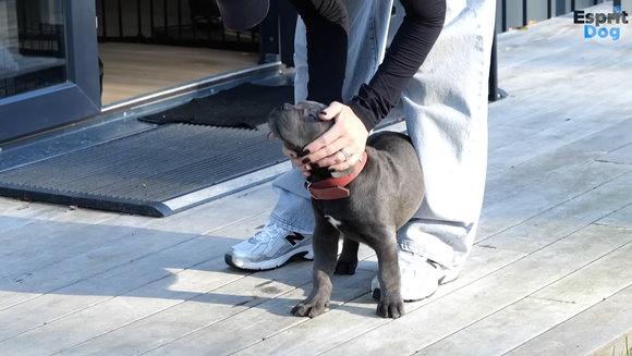 La chanteuse a eu besoin d'aide pour l'éduquer correctement

Je ne veux pas faire de bêtises avec mon Cane Corso ! (Feat. Vitaa) - Esprit Dog, YouTube