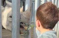 Archie a été aperçu donnant à manger à un rhinocéros à la ferme.