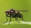 Le retour de l'été s'accompagne de l'invasion inévitable de nuisibles volants dans nos intérieurs.