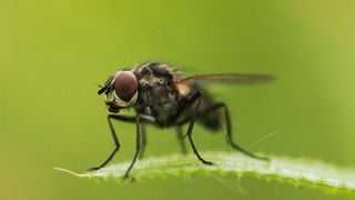 Exit les mouches : cette épice que vous avez déjà dans votre cuisine les fait fuir