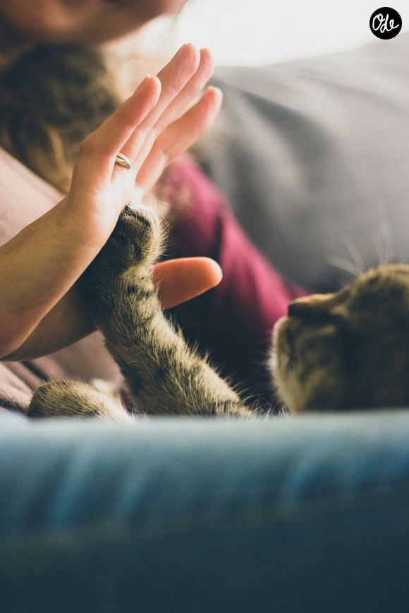 Pour de nombreux amoureux des félins, vivre avec plusieurs chats est une évidence.

Jonas Vincent /Unsplash