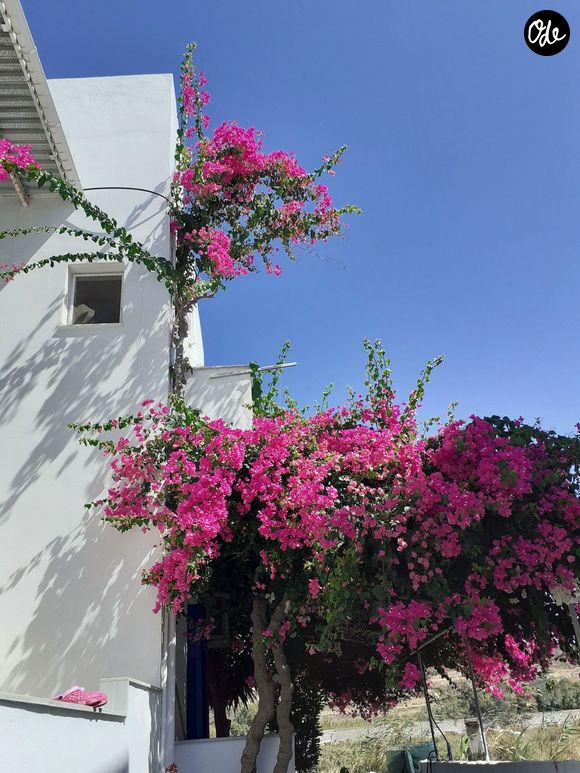 Bougainvillier