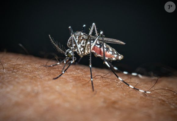 "Chaque été, tu te fais littéralement bouffer par les moustiques et tu te demandes pourquoi ? Je t'explique", fait-elle savoir en début de vidéo.


Un moustique tigre (Aedes albopictus, Moustique Tigre ) est vu en train de boire du sang sur un bras humain. Depuis janvier 2024, le moustique tigre (Moustique Tigre) est implanté de façon permanente dans 78 départements en France, cette espèce hautement invasive peut véhiculer des maladies telles que la dengue, le chikungunya et le Zika. Le 7 août 2024 à Paris, France. Photo by Christophe Geyres/ABACAPRESS.COM